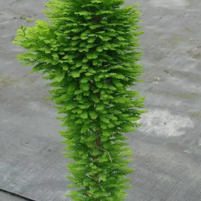 Swamp Cypress 'Pévé Minaret' 20/40cm (3L)