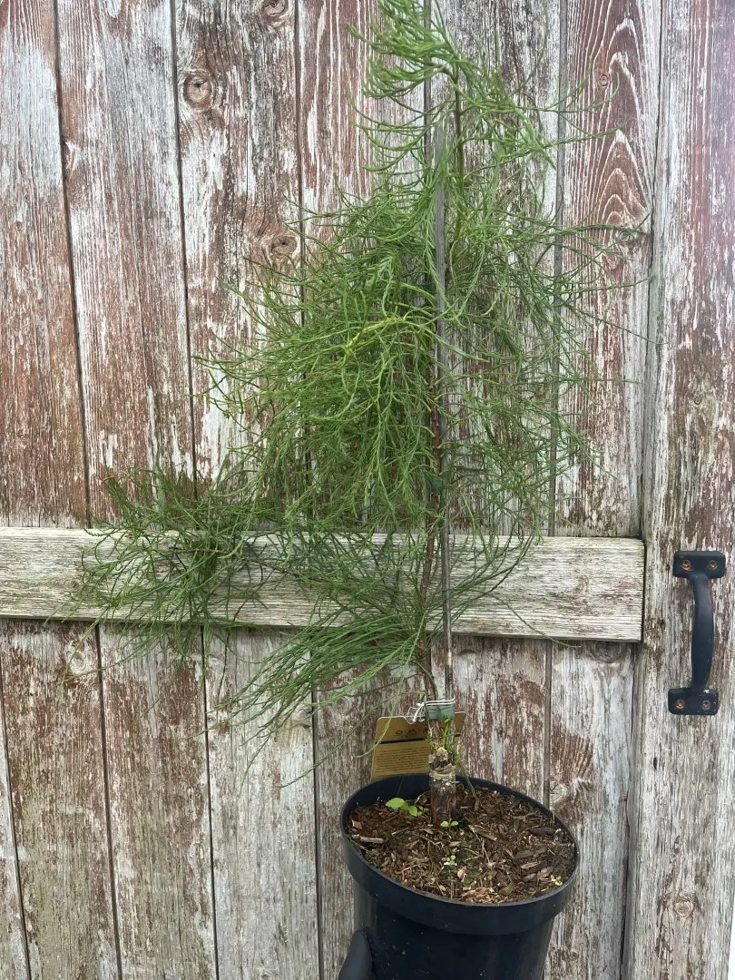 Taxodium distichum var. imbricarium - Swamp Cypress 'Nutans' 40/60cm (3L)