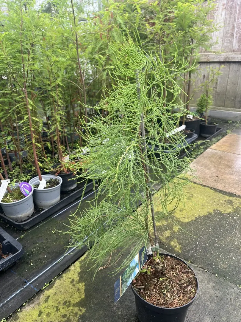 Taxodium distichum var. imbricarium - Swamp Cypress 'Nutans' 40/60cm (3L)