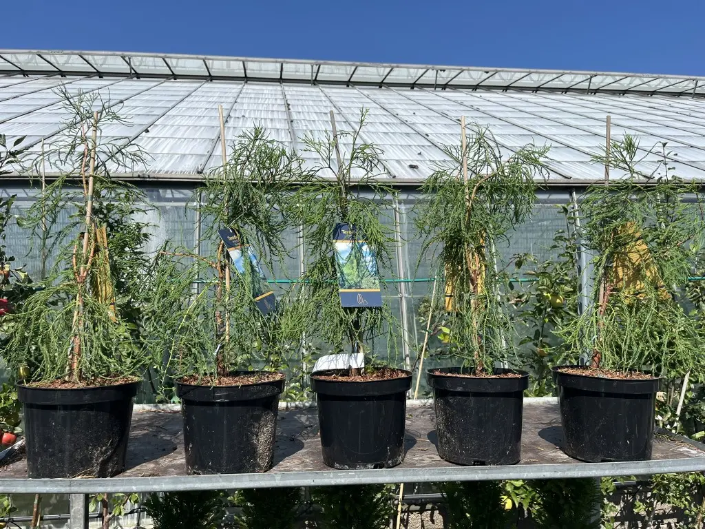 Taxodium distichum var. imbricarium - Swamp Cypress 'Nutans' 40/60cm (3L)