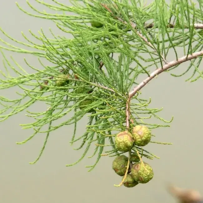 Swamp Cypress 'Nutans' 40/60cm (3L)