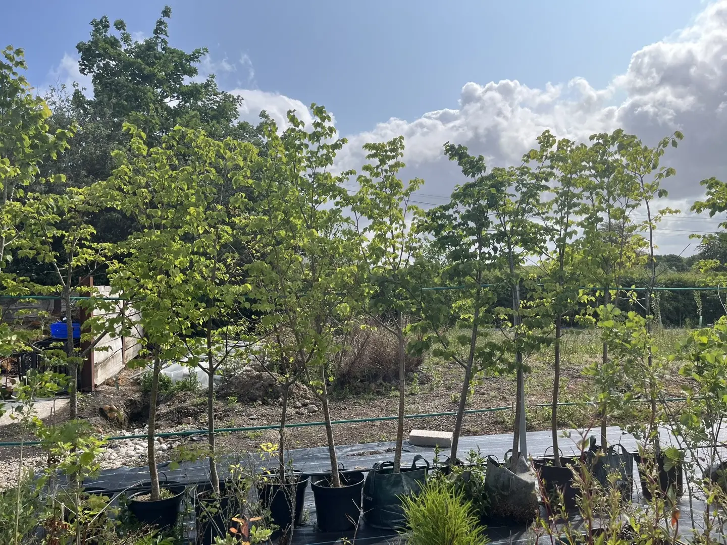 Tilia cordata - Small Leaved Lime