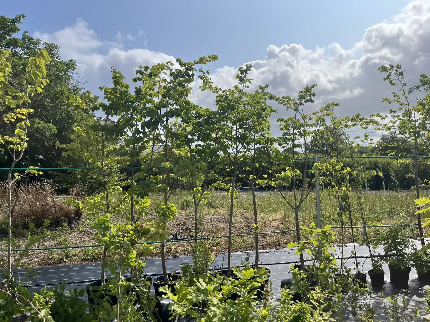 Tilia cordata - Small Leaved Lime