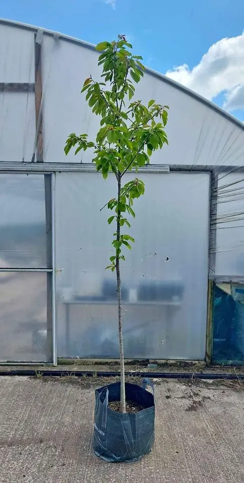 Wild Cherry Tree 250/300cm (25L) - Image 4