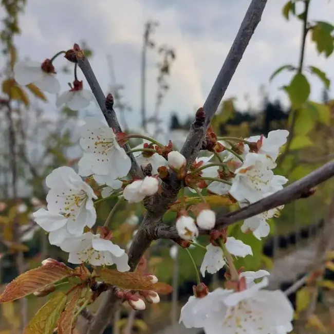 Wild Cherry Tree 250/300cm (25L) - Image 3