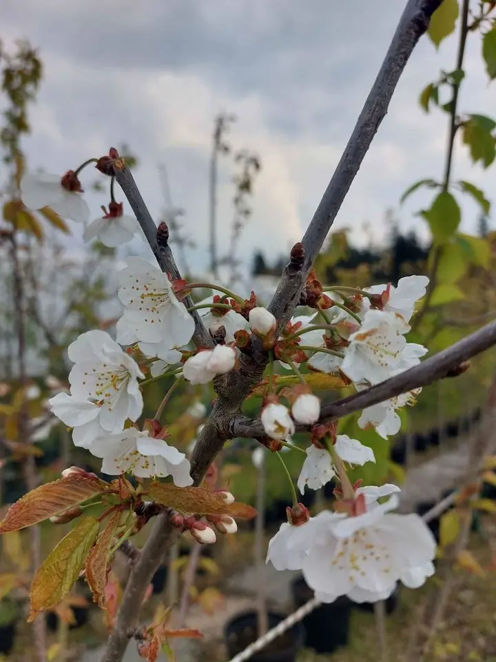 Wild Cherry Tree 250/300cm (25L) - Image 3