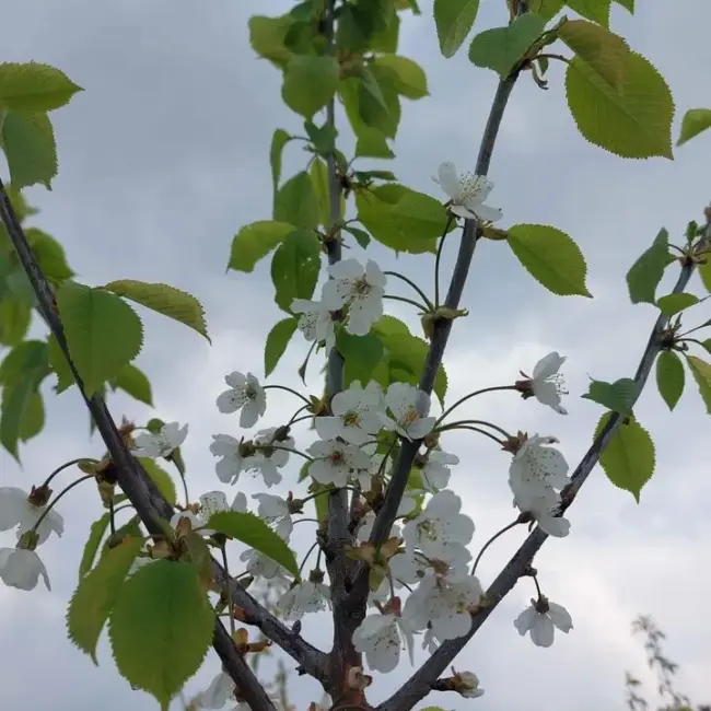 Wild Cherry Tree 250/300cm (25L) - Image 2
