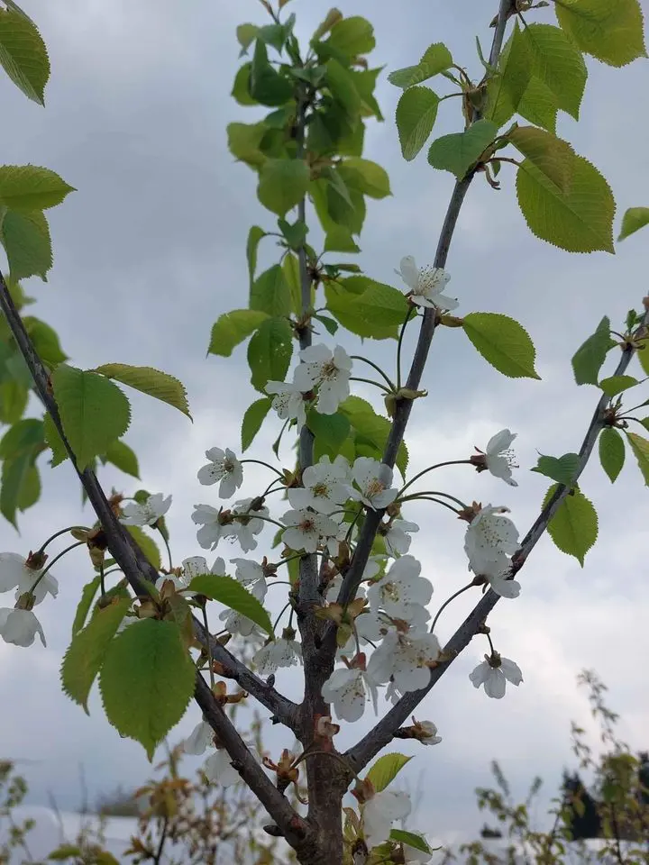 Wild Cherry Tree 250/300cm (25L) - Image 2