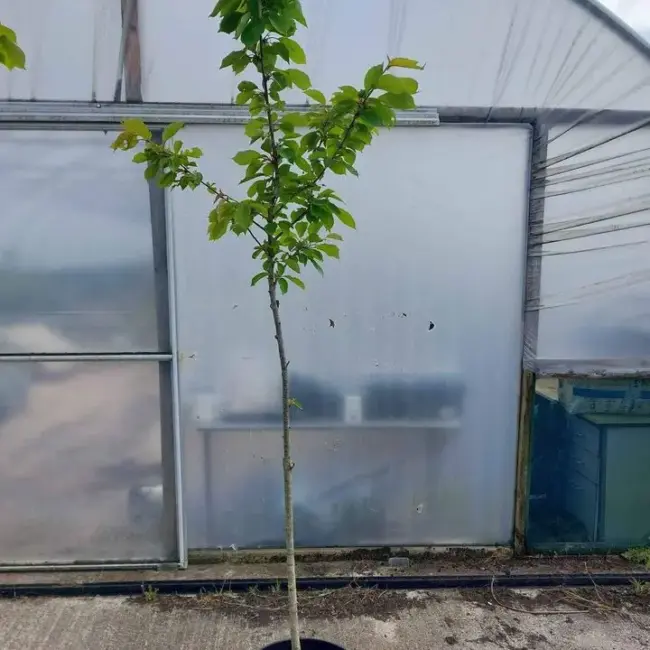 Wild Cherry Tree 250/300cm (25L)