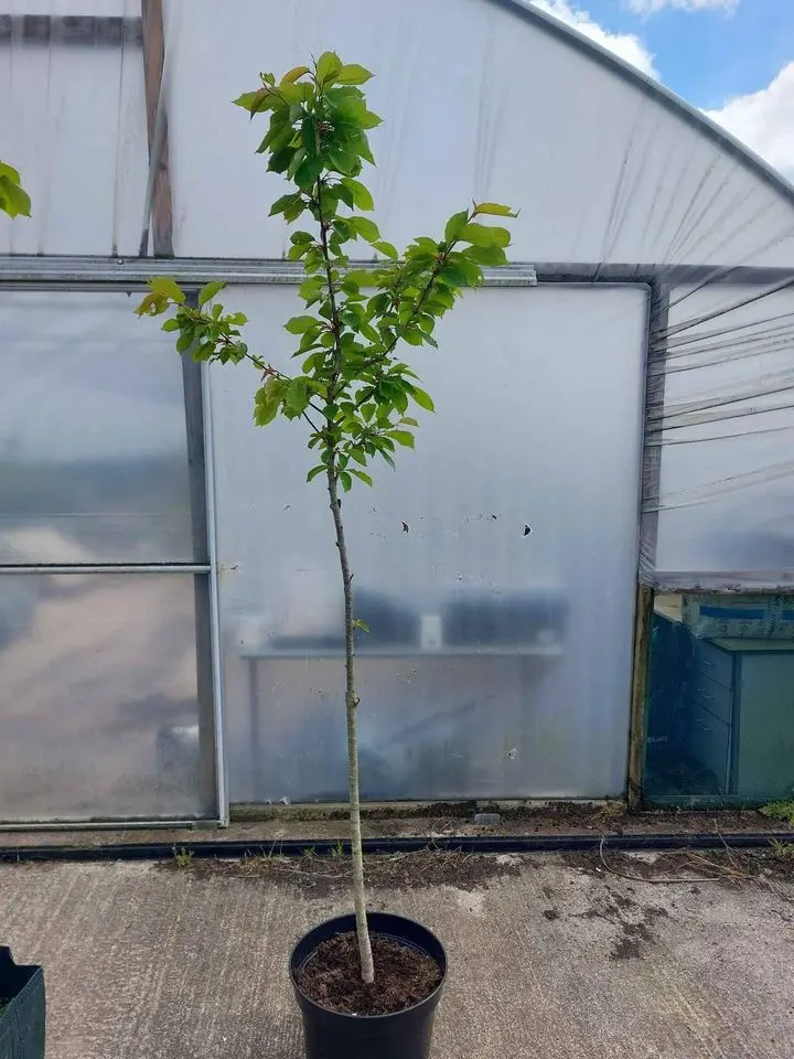 Wild Cherry Tree 250/300cm (25L)