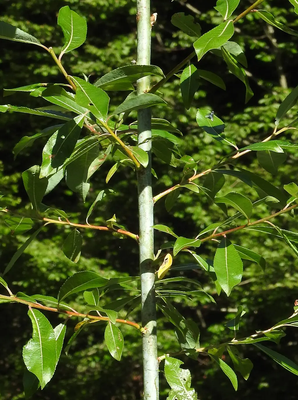 Violet Willow 60/80cm (2L) - Image 2