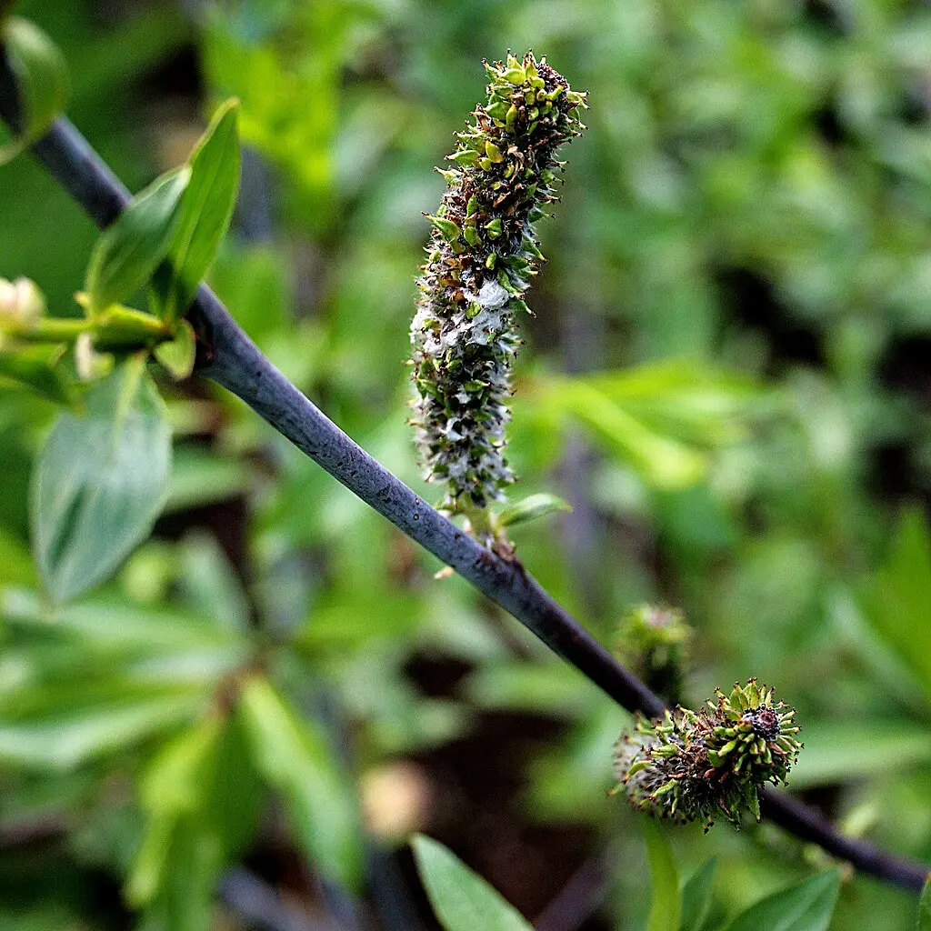 Violet Willow 60/80cm (2L) - Image 4