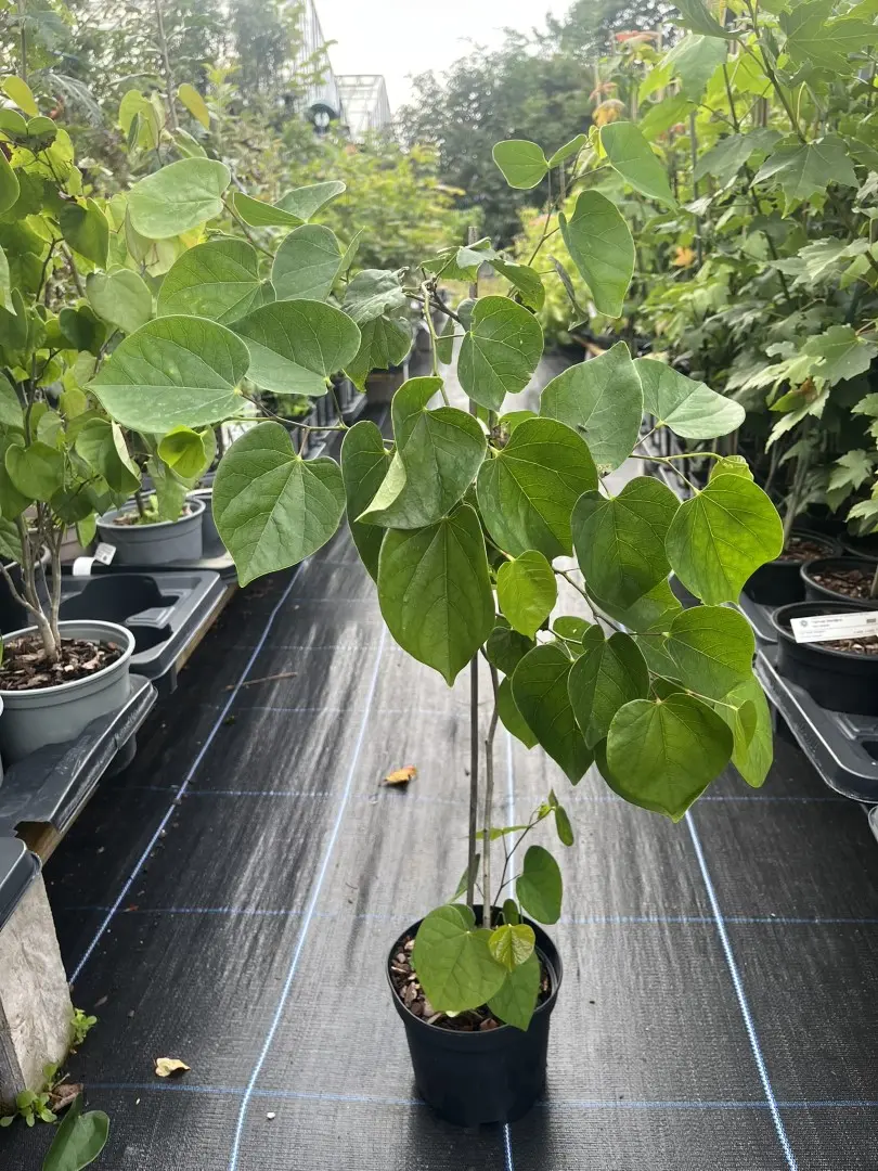 Cercis chinensis - Chinese redbud