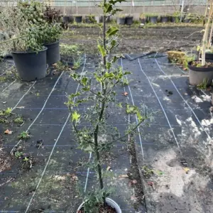 Ilex aquifolium English Holly (1)