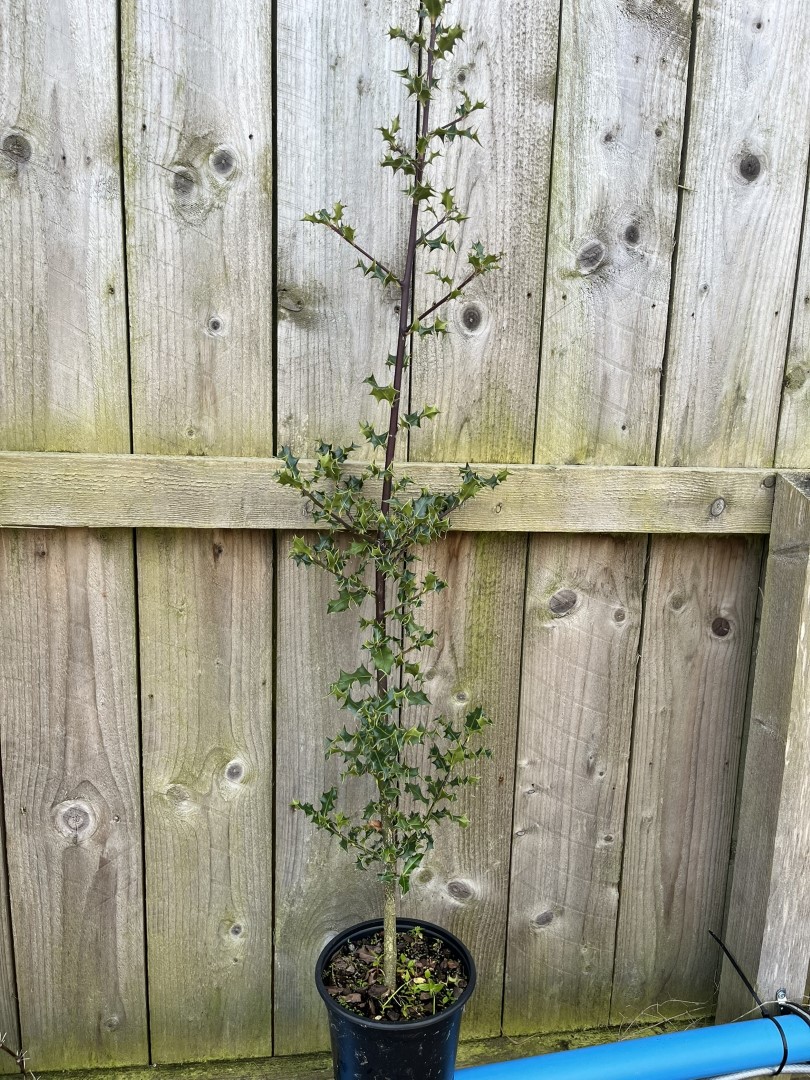 Ilex aquifolium - English Holly