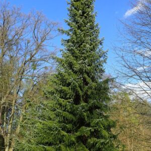 Picea omorika Serbian spruce (1)
