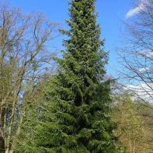 Picea omorika Serbian spruce (1)
