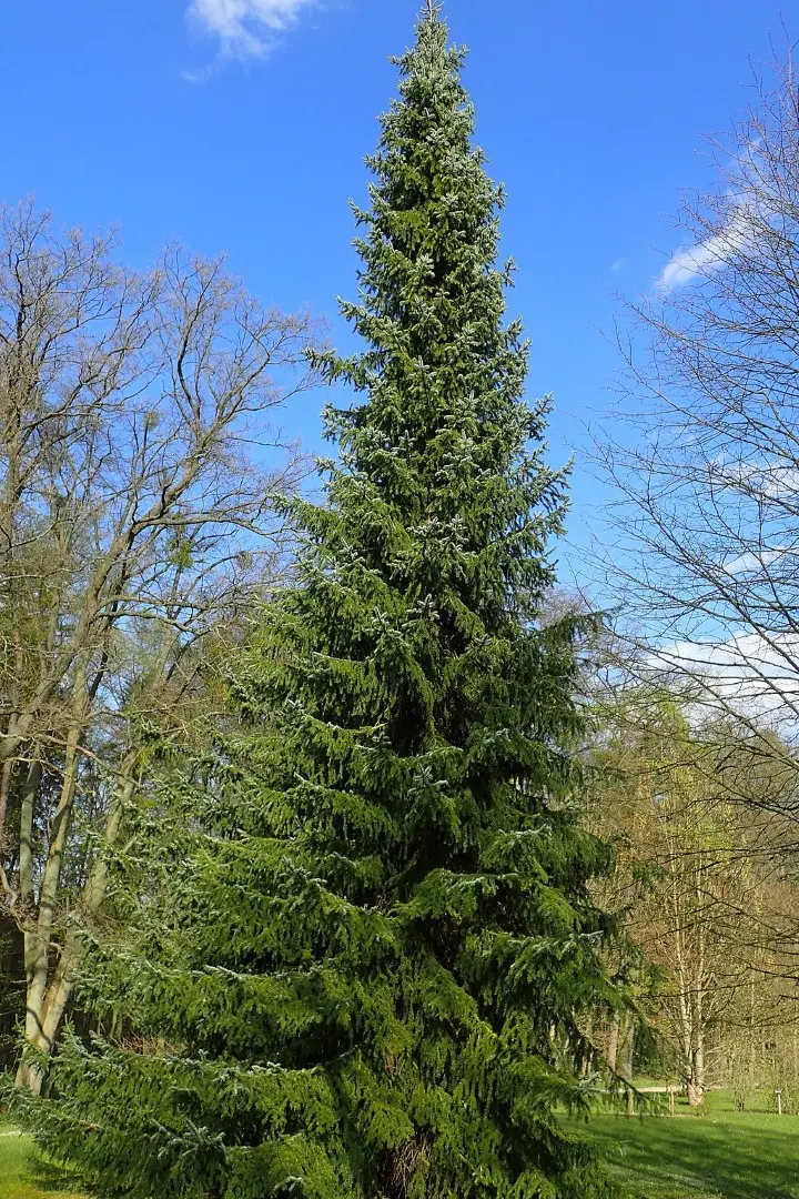 Serbian Spruce Tree 20/40cm (Cell)