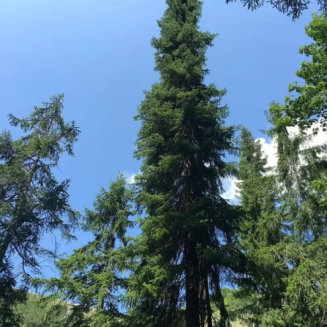 Serbian Spruce Tree 20/40cm (Cell) - Image 3