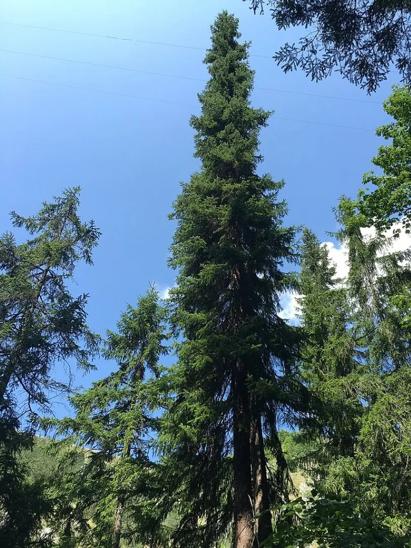 Serbian Spruce Tree 20/40cm (Cell) - Image 3