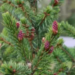 Picea omorika - Serbian spruce