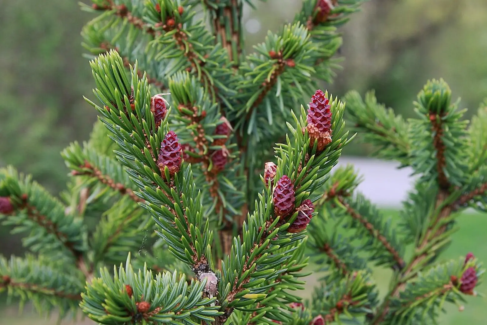Picea omorika - Serbian spruce