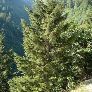 Picea orientalis Oriental Spruce (1)