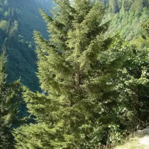 Picea orientalis Oriental Spruce (1)