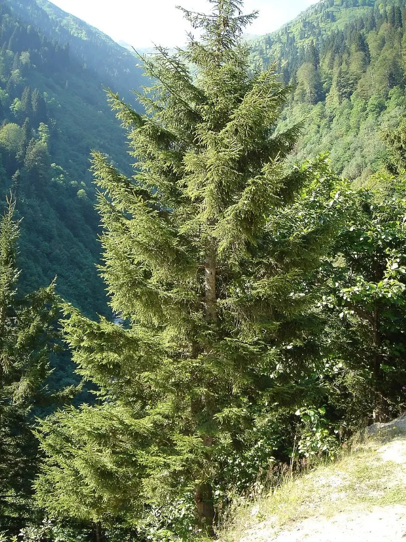Oriental Spruce 20/40cm (Cell)