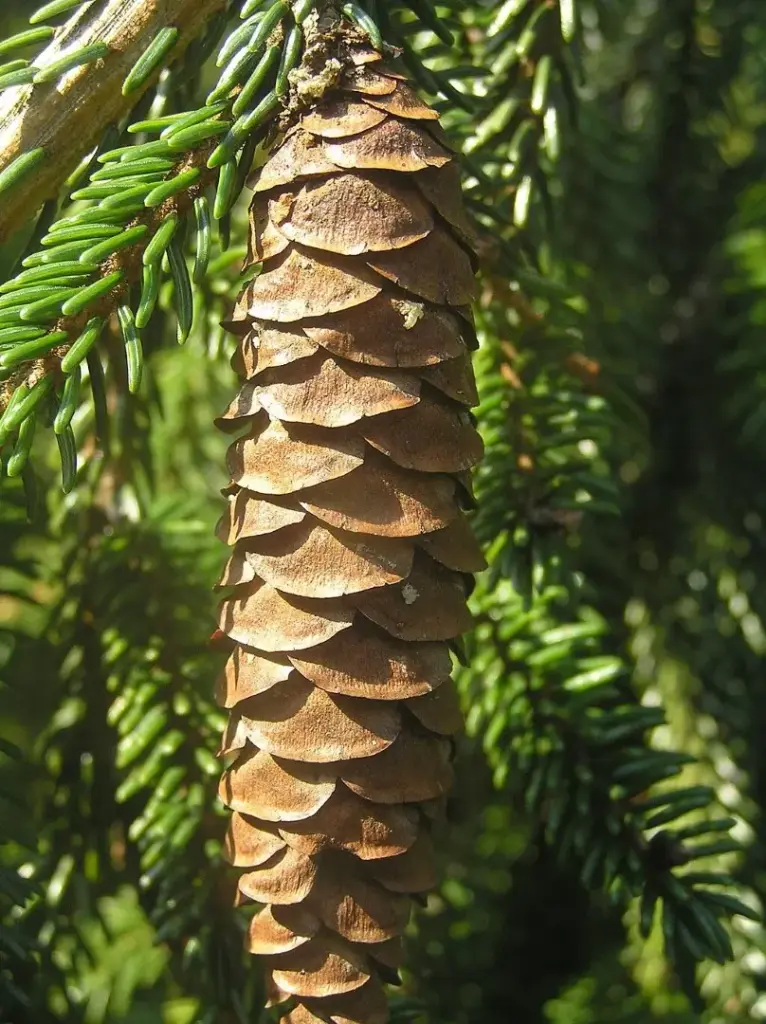 Oriental Spruce - Picea orientalis