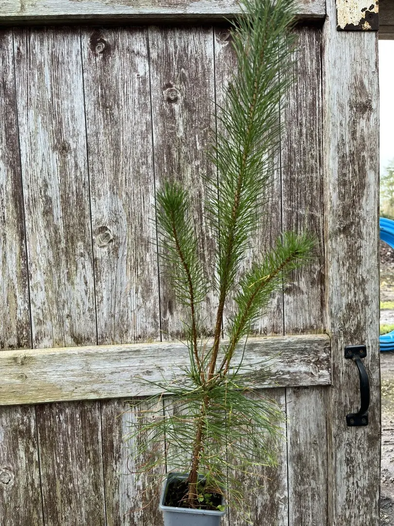 Lodgepole Pine 60/80cm (Cell)