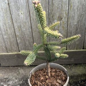 Abies pinsapo - Spanish Fir 'Aurea' 20/40cm (3L)