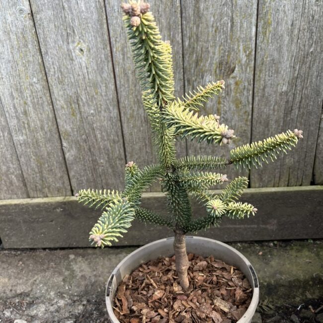 Abies pinsapo - Spanish Fir 'Aurea' 20/40cm (3L)