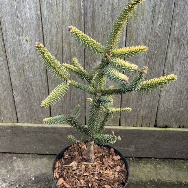 Abies pinsapo - Spanish Fir 'Aurea' 20/40cm (3L)