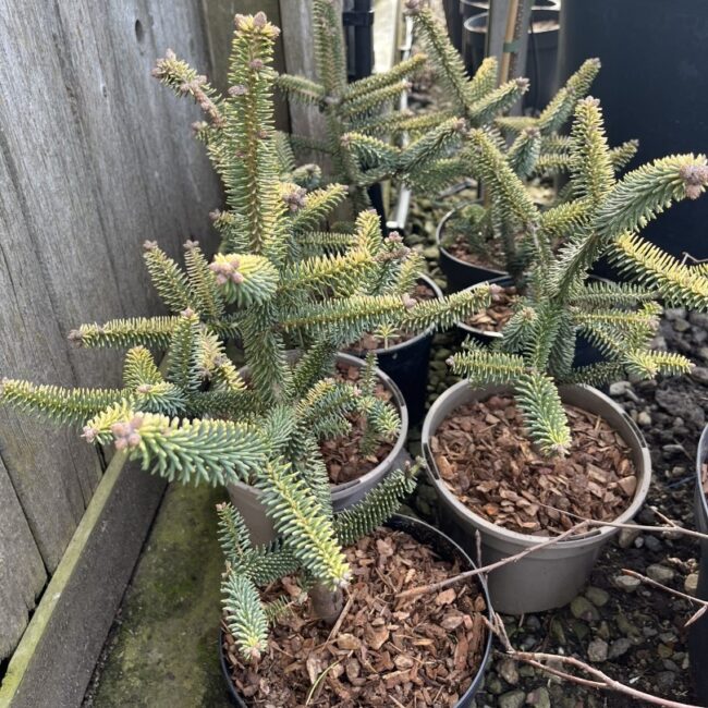 Abies pinsapo - Spanish Fir 'Aurea' 20/40cm (3L)