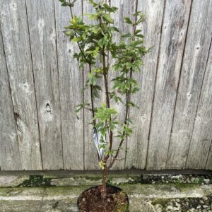 Paperbark Maple 80/100cm (5L)