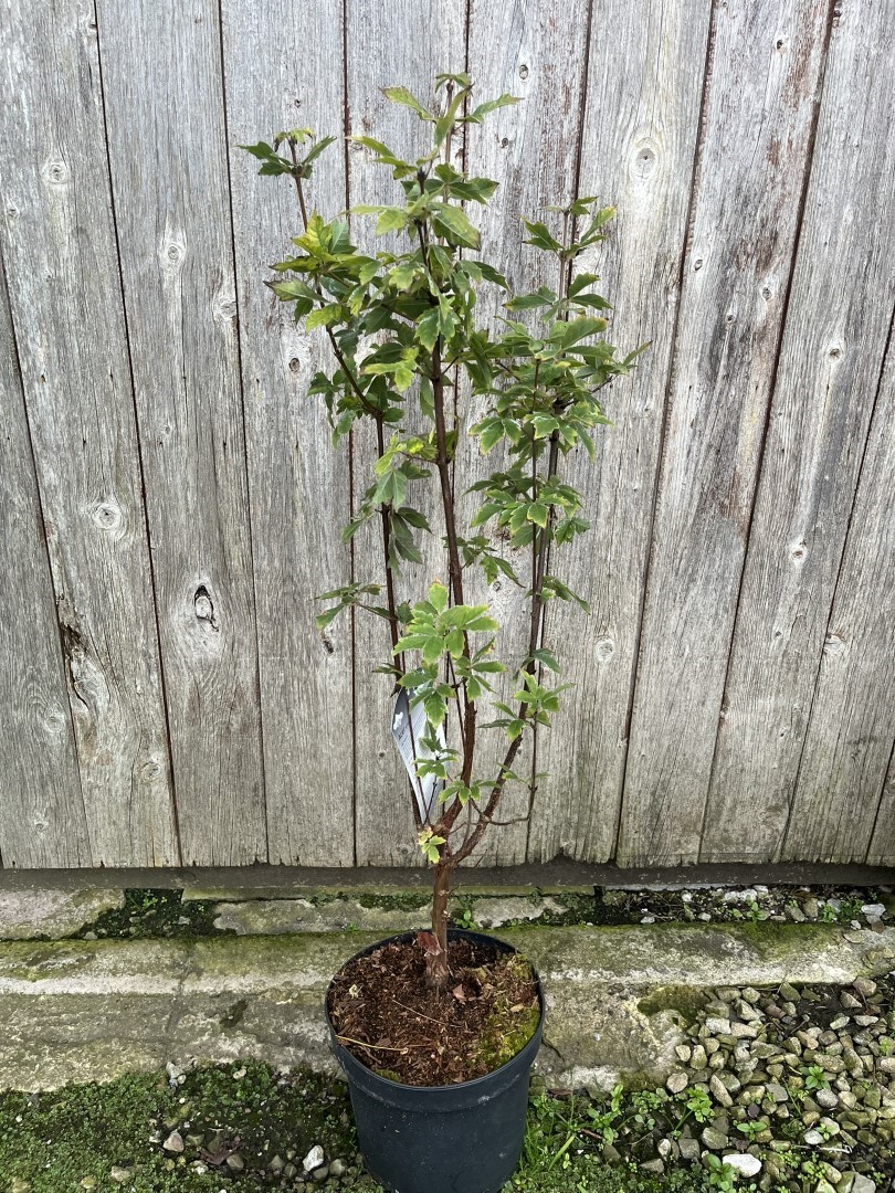 Paperbark Maple 60/80cm (5L)