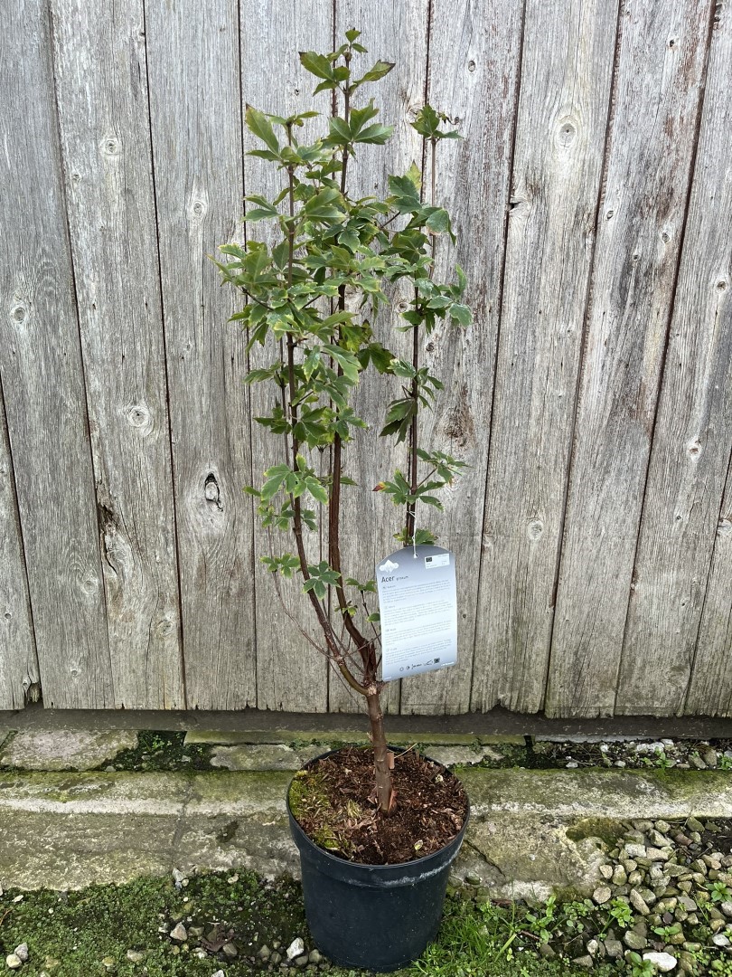 Paperbark Maple 60/80cm (5L) - Image 2