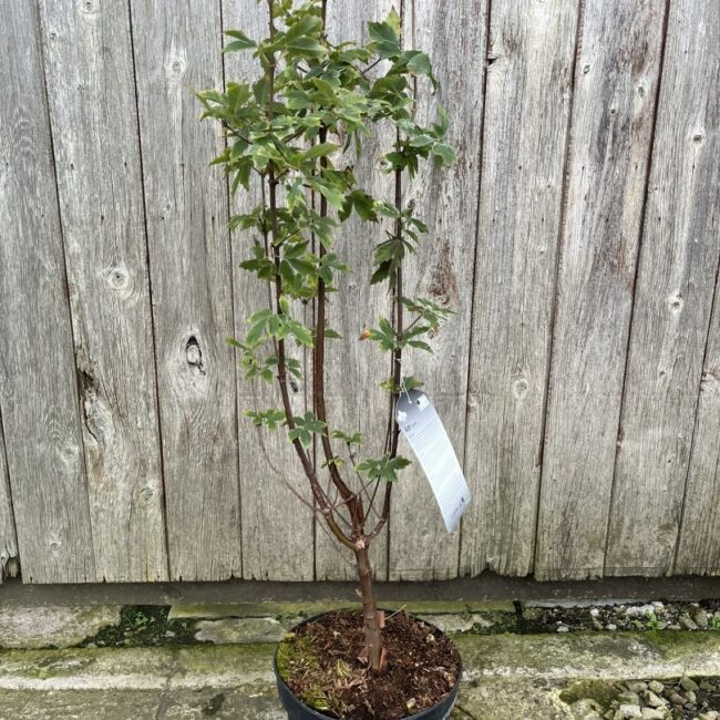 Paperbark Maple 40/60cm (5L) | Acer griseum | Yarrow Gardens