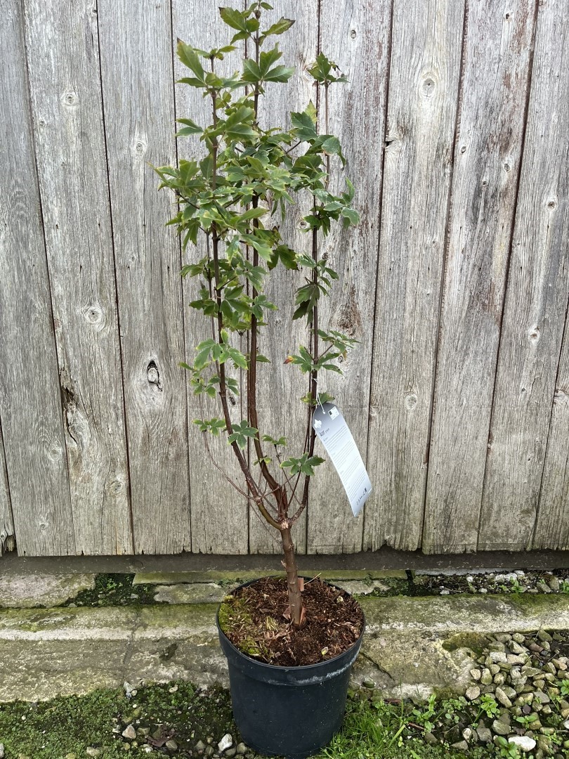 Paperbark Maple 60/80cm (5L) - Image 3