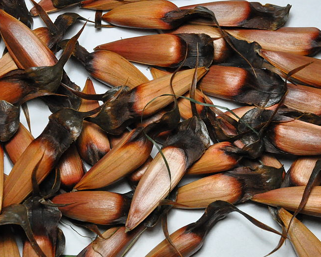 Araucaria araucana - Monkey Puzzle Seeds