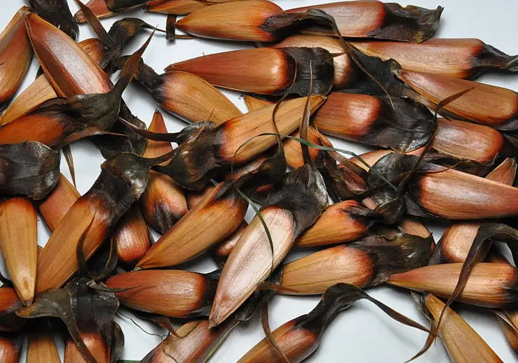 Araucaria araucana - Monkey Puzzle Seeds
