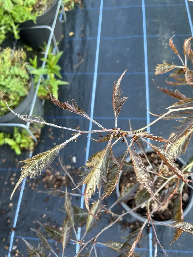 Beech 'Midnight Feather' 80100cm (5L)