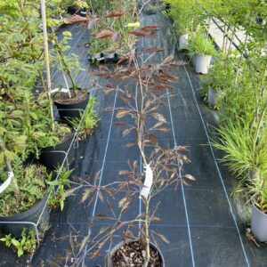 Beech 'Midnight Feather' 80/100cm (5L)