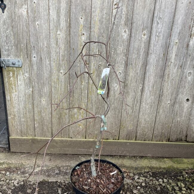 Beech 'Purpurea Pendula'