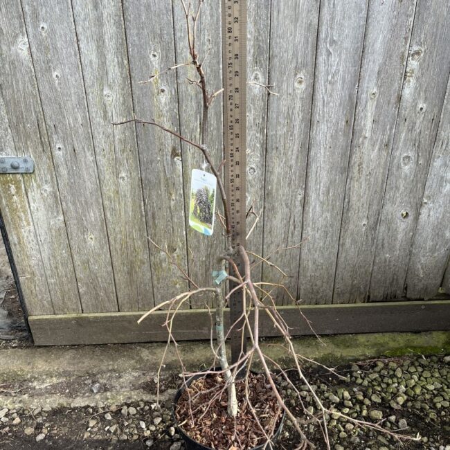 Beech 'Purpurea Pendula'