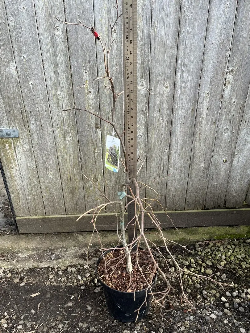 Beech 'Purpurea Pendula'