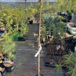 Betula pendula - Purple Leaf Birch 80100cm (3L)