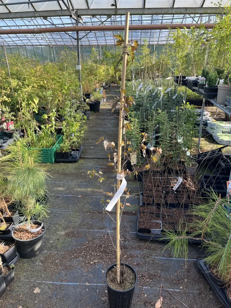 Betula pendula - Purple Leaf Birch 80100cm (3L)