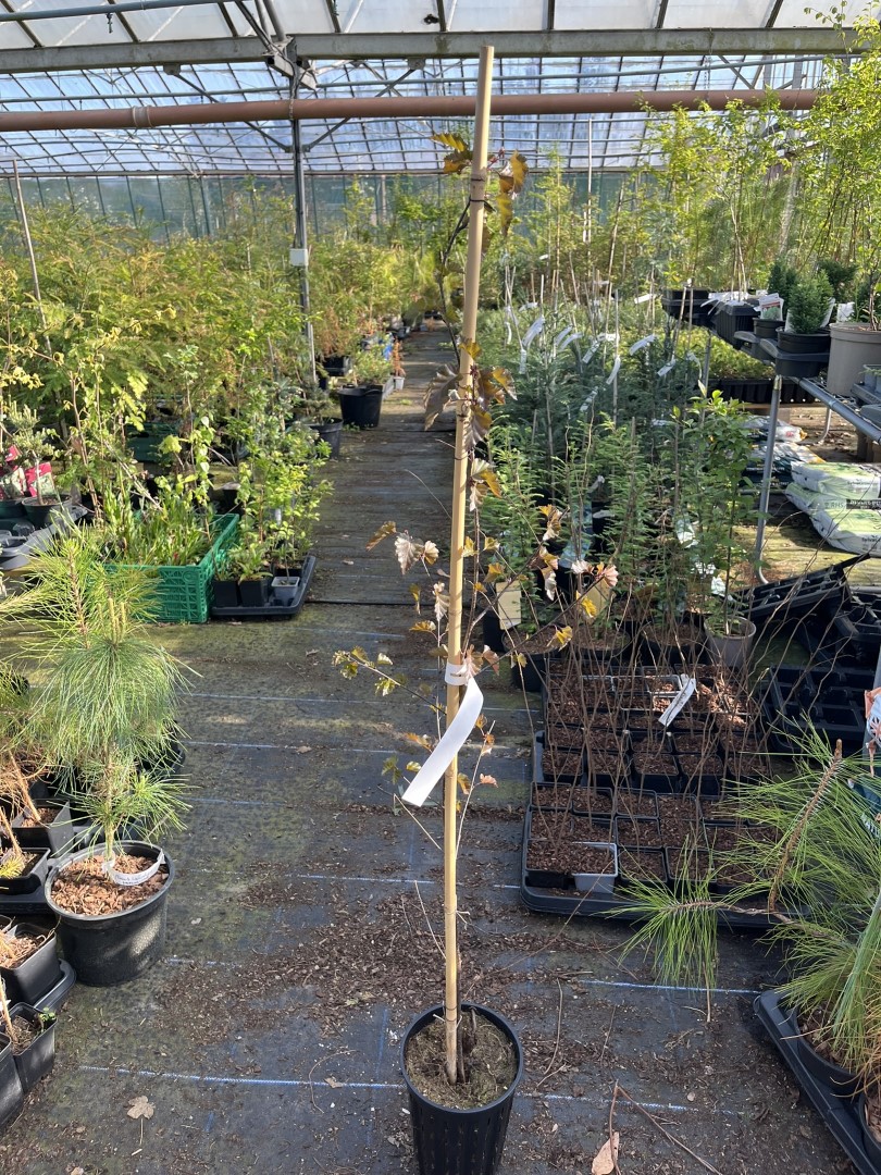 Betula pendula - Purple Leaf Birch 80100cm (3L)